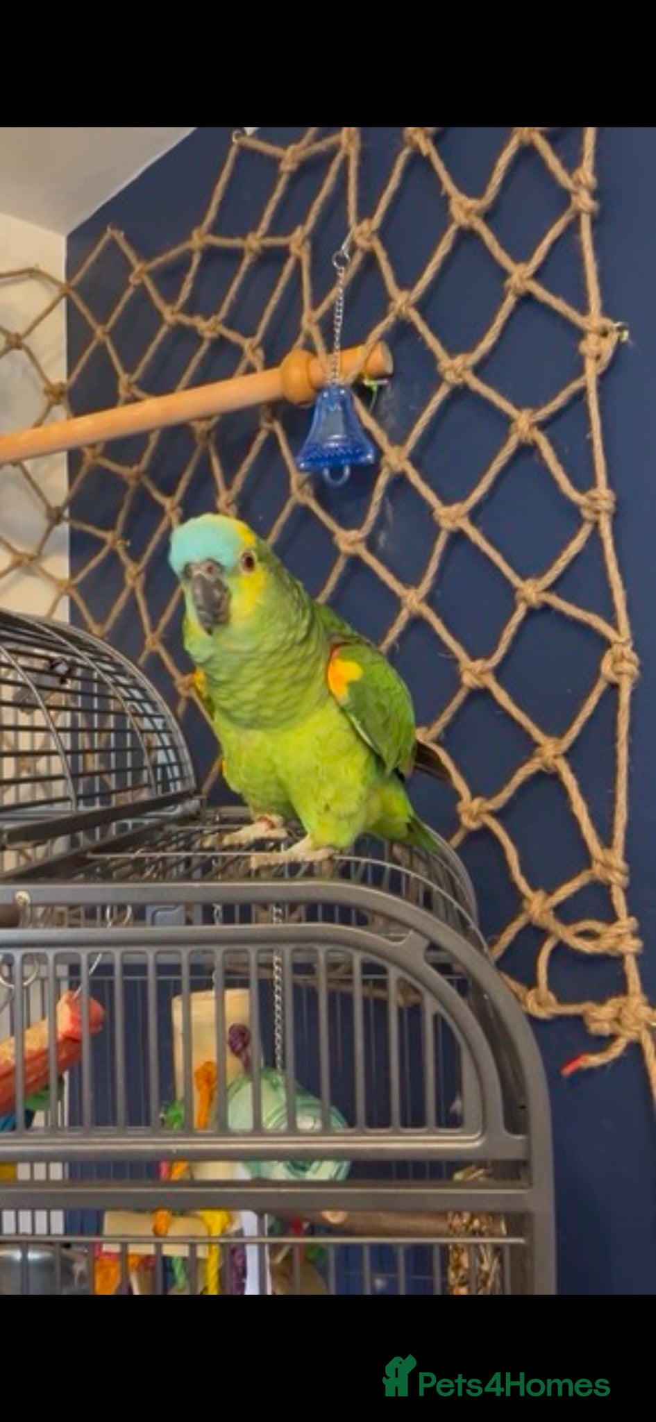Parrots birds Blue fronted amazon  - Advert 2