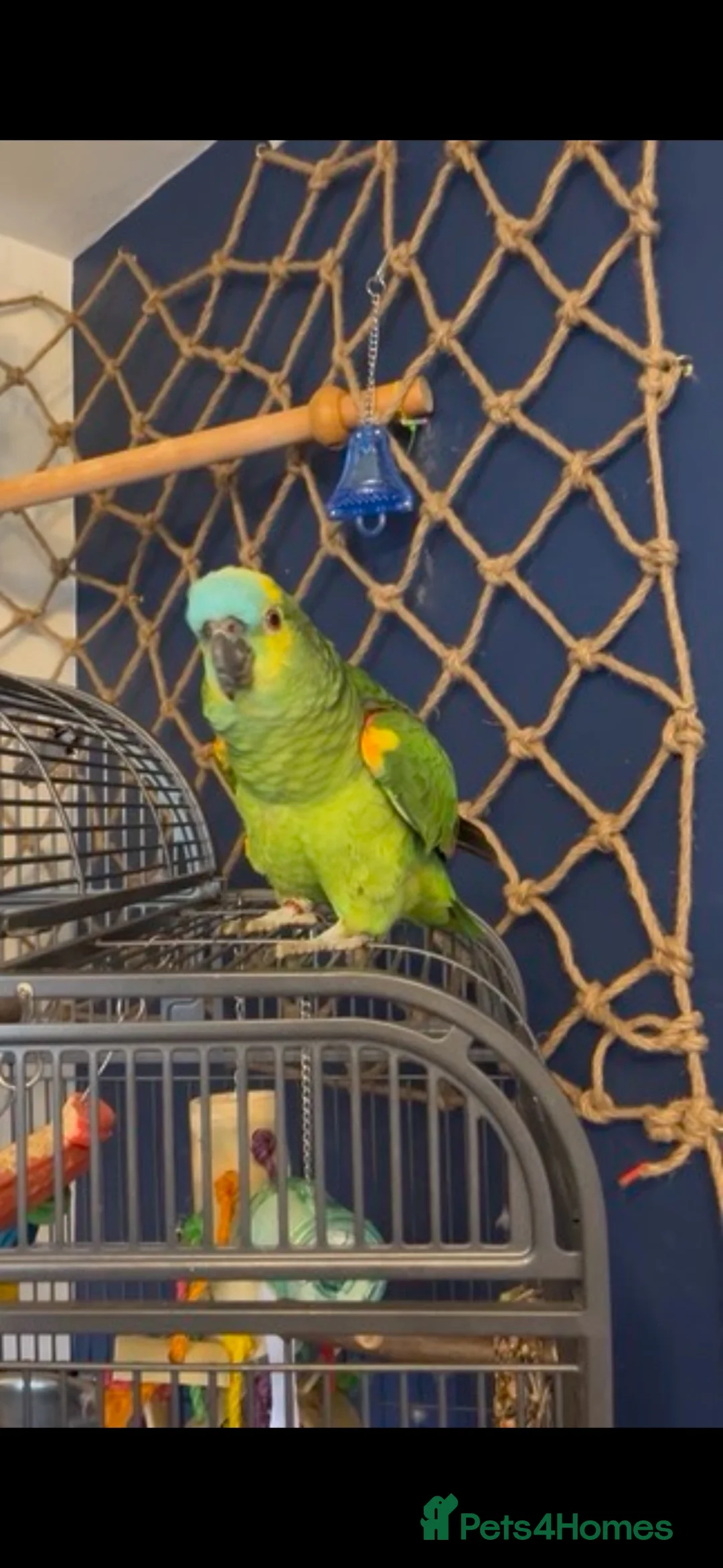 Parrots birds for sale: Blue fronted amazon  - Advert 1