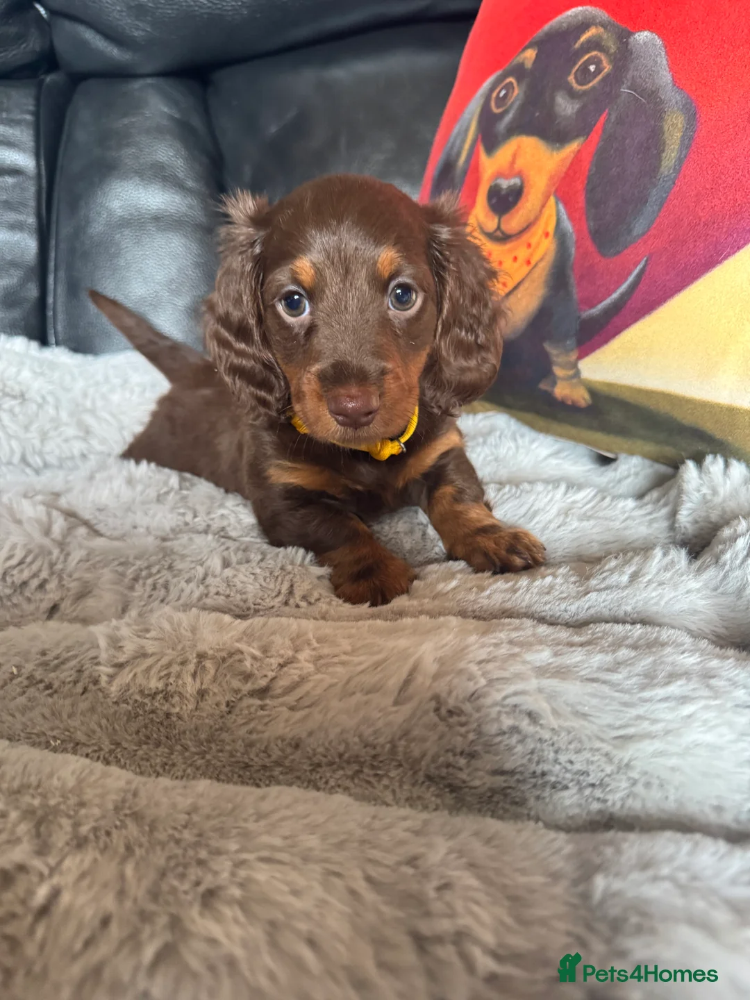 Miniature Dachshund dogs for sale: Kc registered Miniature dachshunds  - Advert 2