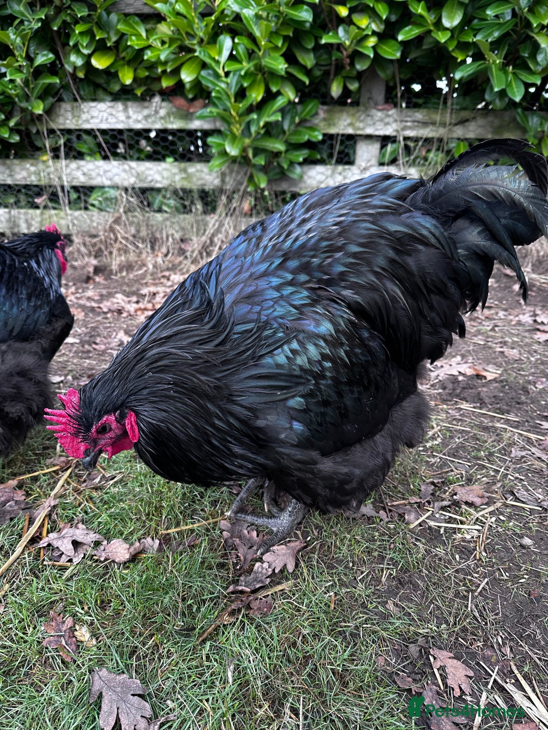 Chickens poultry for sale: Buff Orpington and Rhode Island Red Rooster - Advert 2