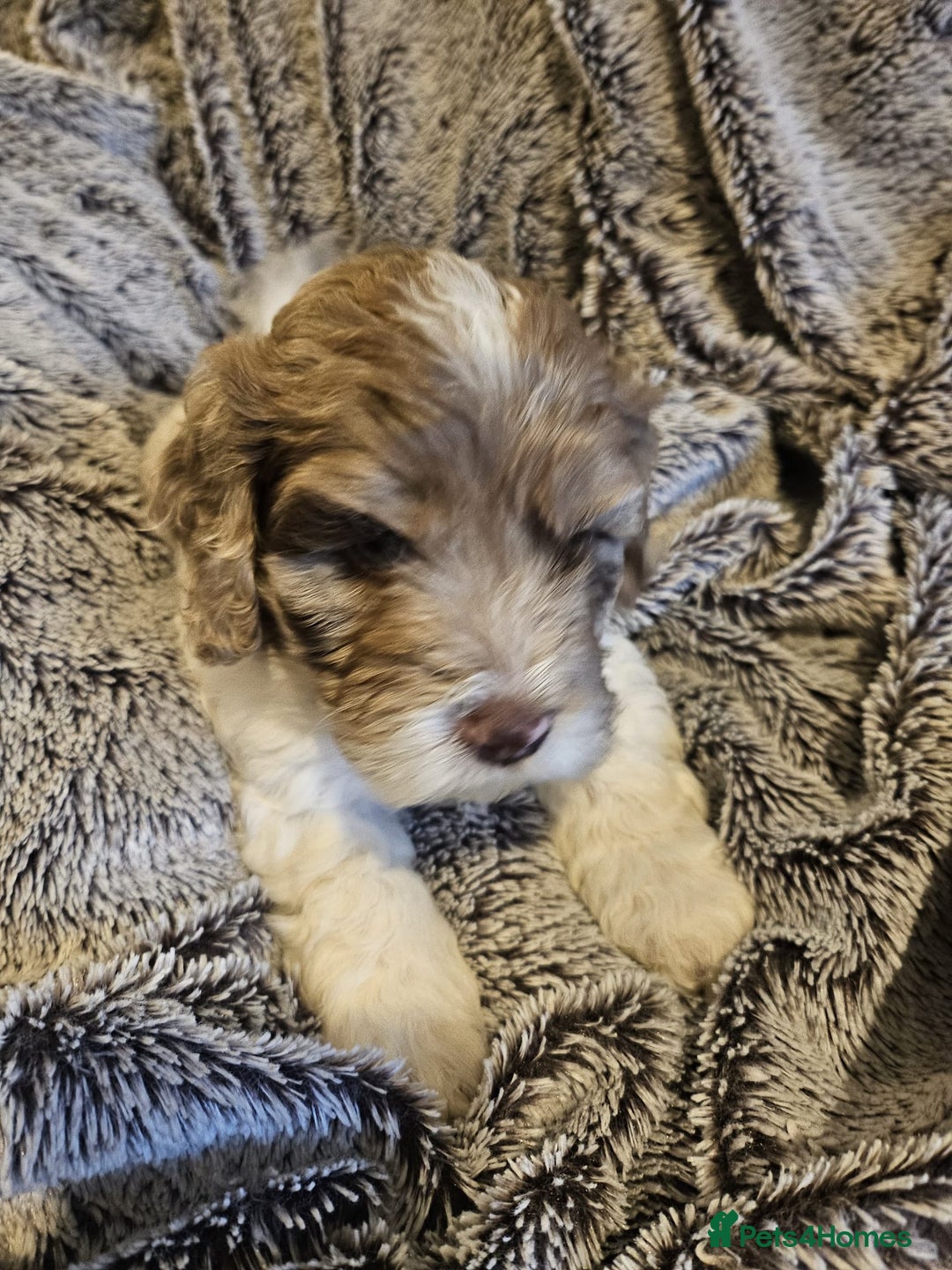 Cockapoo dogs for sale: Cockapoo puppies  - Advert 7