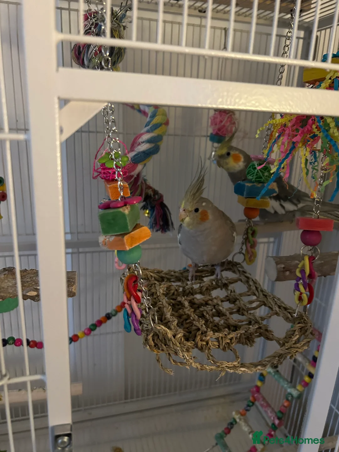 Cockatiels birds for sale: 2 cocktateils for sale - Advert 4