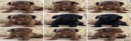 Cocker Spaniel dogs for sale: Working cocker spaniel puppies - Advert 13