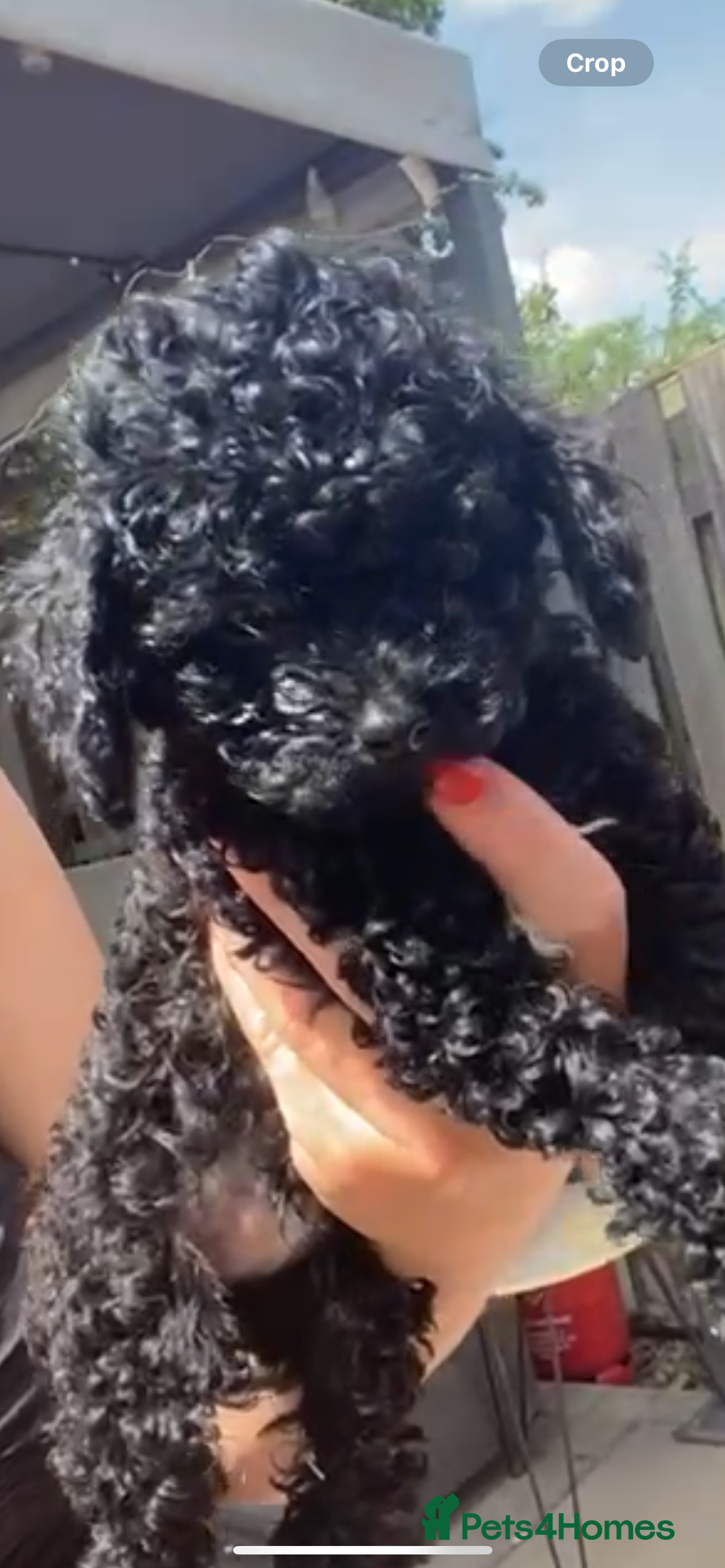 Cavapoo dogs for sale:  1 Beautiful boy Cavapoo puppy left! 💖💙💖💙💖 in Doncaster - Image 31