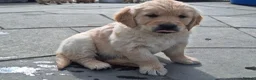 Golden Retriever dogs for sale: Beautiful litter of Golden Retriever puppies 🐶  - Advert 8