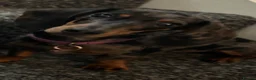 Miniature Dachshund dogs for sale: Miniature Dachshund - Advert 7