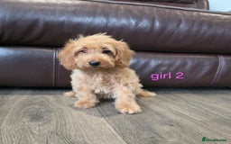 Cockapoo dogs for sale: Adorable cockapoo pups ready to go 🐶 - Image 12