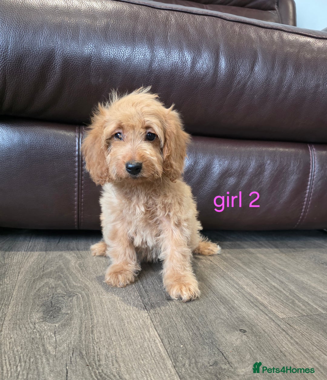 Cockapoo dogs for sale: Adorable cockapoo pups ready to go 🐶 - Image 12