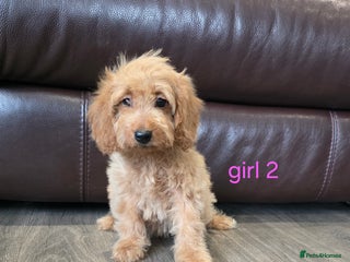 Cockapoo dogs - Advert 22