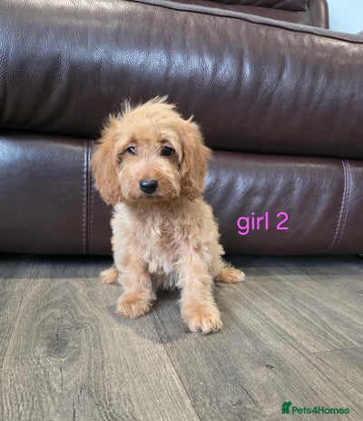 Cockapoo dogs - Advert 8