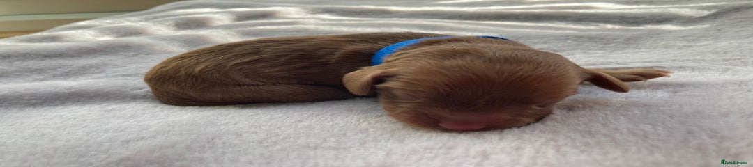 Cockapoo/Cavapoo Mix – Mr Blueberry 💙
