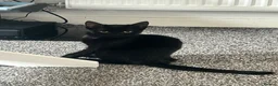 Mixed Breed cats for sale: 2 kittens looking for homes  in Preston - Advert 5