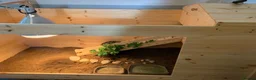 Tortoise reptiles for sale: Mediterranean Spur Thighed Tortoise - Advert 6