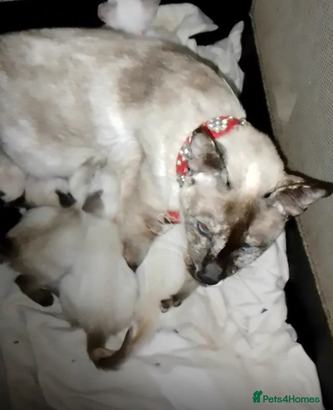 Siamese cats Siamese kittens - Advert 5