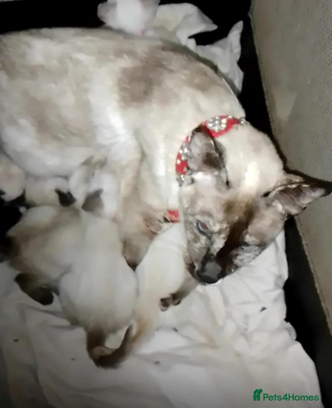 Siamese cats for sale: Siamese kittens - Advert 1