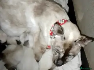 Siamese cats Siamese kittens - Advert 5