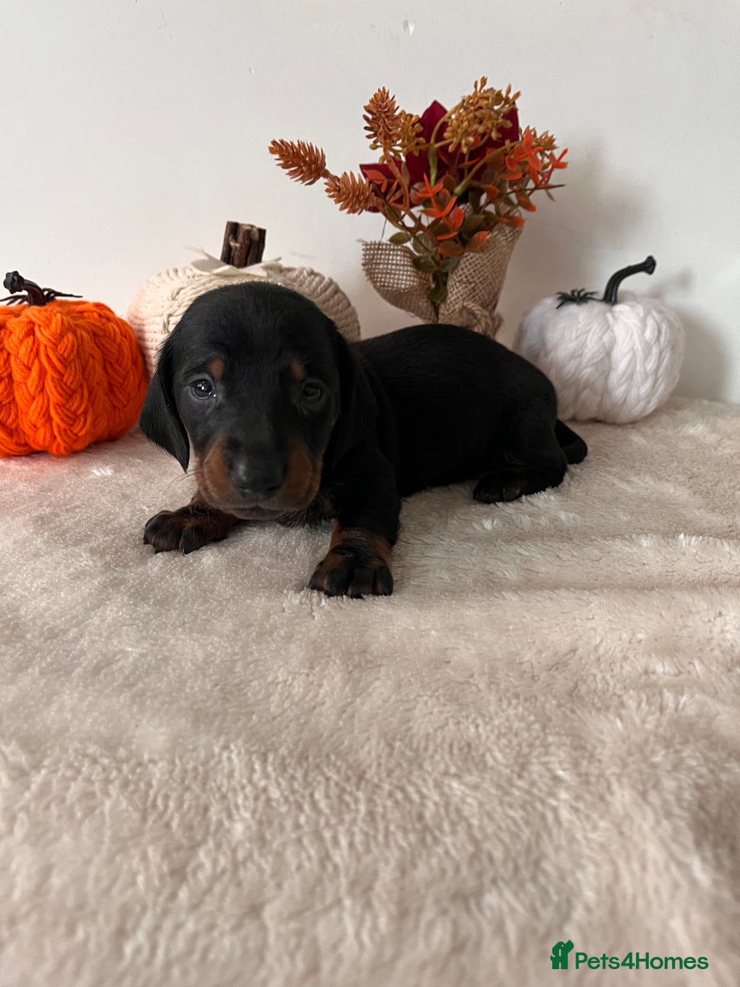 Dachshund dogs for sale: Beautiful Standard Dachshund Puppies  - Image 16