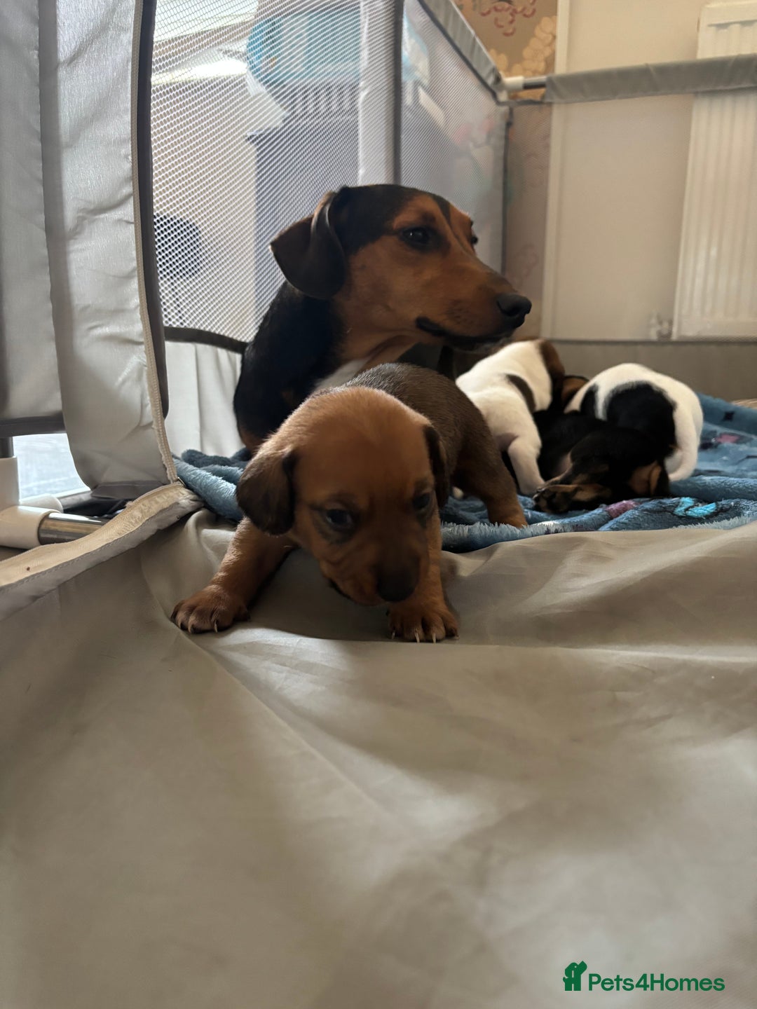 Miniature Dachshund dogs for sale: Dachshund x Jack Russell puppies (Jackshund) - Image 28