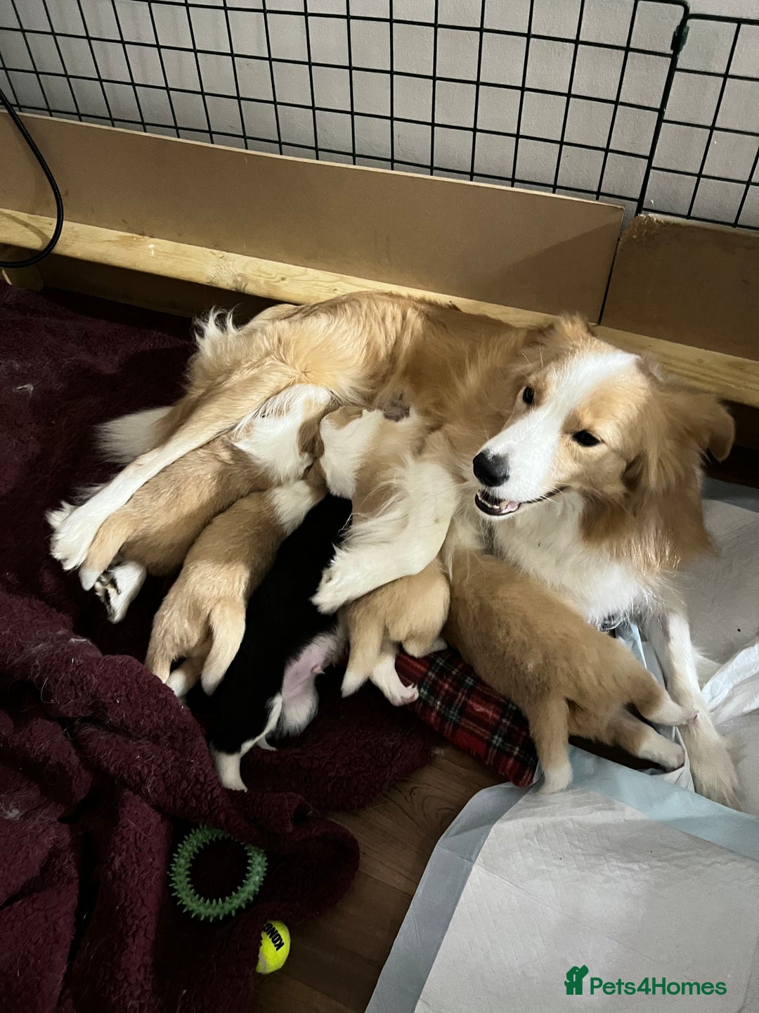 Border Collie dogs for sale: DUE 1st August Border collie Puppies - Image 37