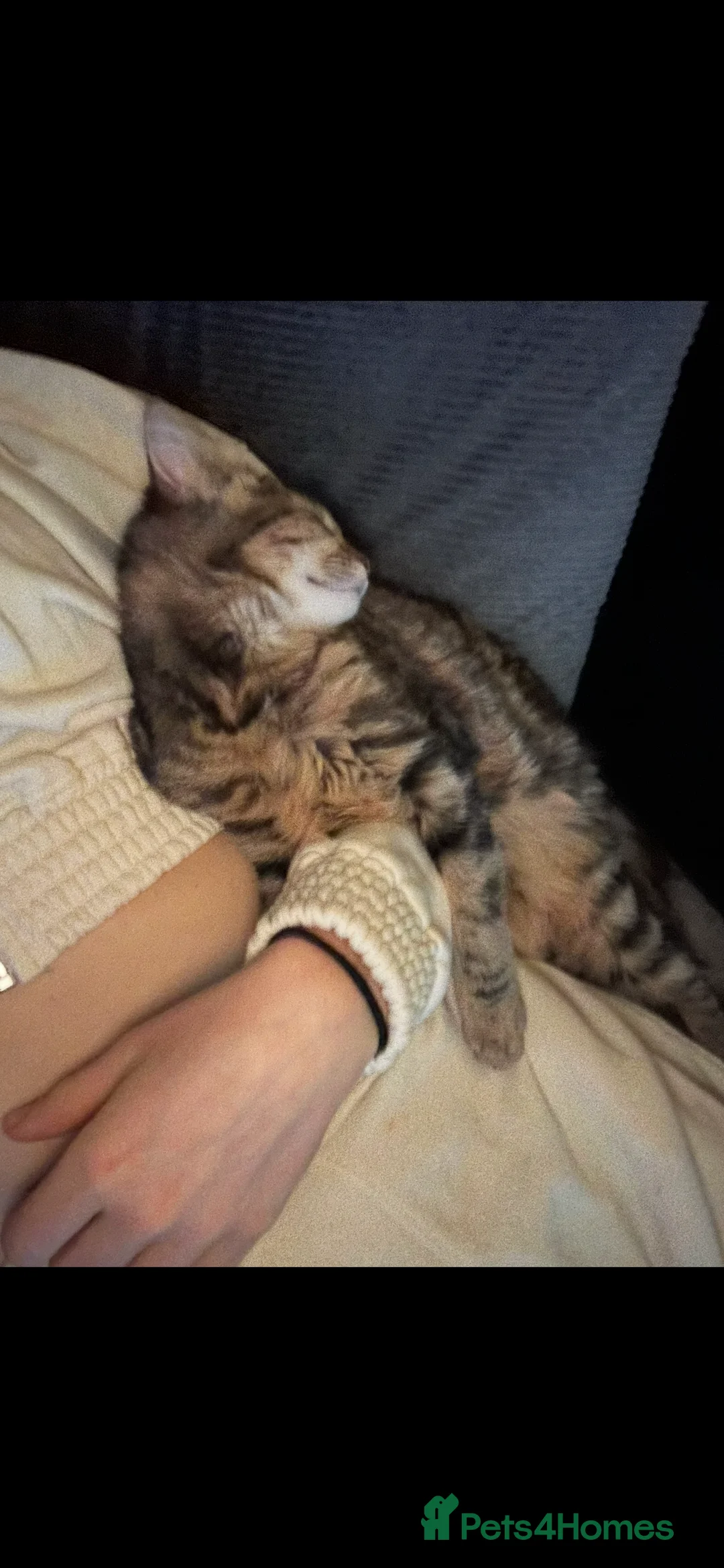 Bengal cats for sale: Bengal and panther mixed kittens in Hull - Advert 1