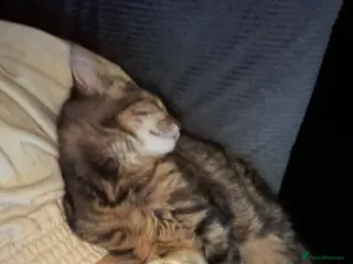 Bengal cats Bengal and panther mixed kittens - Advert 1