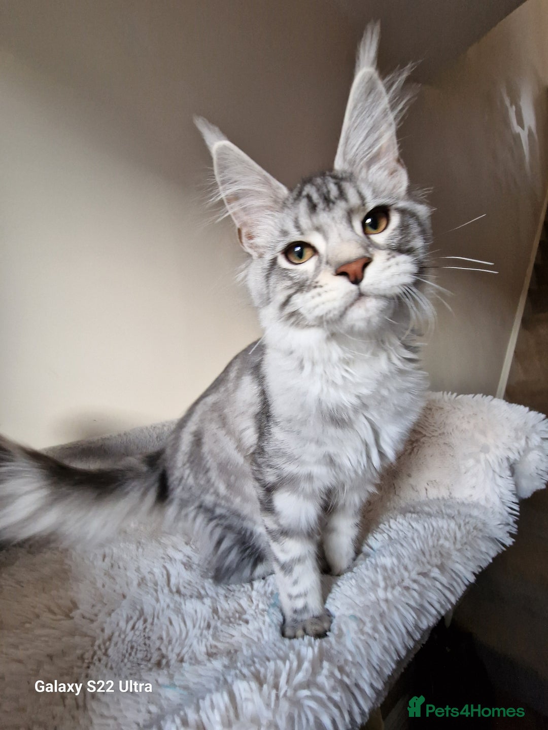Maine Coon cats for sale: 🎀Females- MAINE COON🎀 - Advert 22