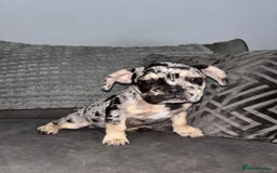 French Bulldog dogs for sale: 5 beautiful Frenchie’s 🐾  - Image 18
