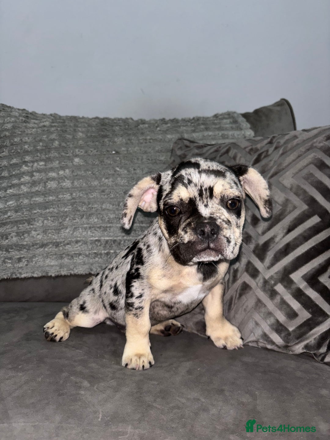 French Bulldog dogs for sale: 5 beautiful Frenchie’s 🐾  - Image 18