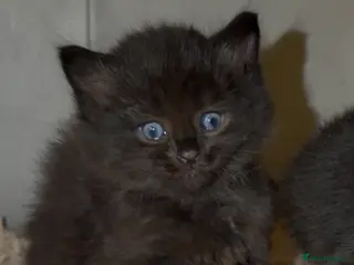 Ragdoll cats 5 Boys Left - Chocolate Brown Ragdoll X Kittens - Advert 4