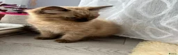 Ragdoll cats for sale: Rare Fully brown Sepia Ragdoll boy Ready - Advert 9