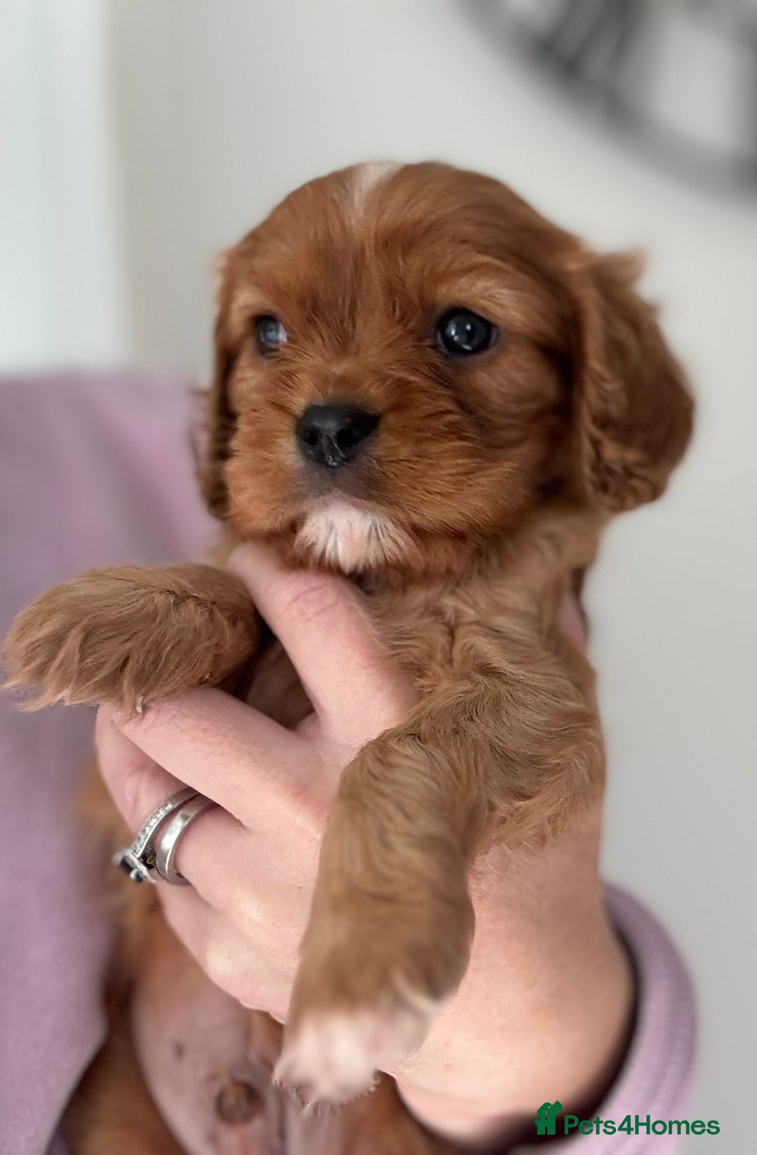 Cavalier King Charles Spaniel dogs for sale: KC reg 🍫parents/Eyes/heart&health certs - Image 5