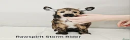Chinese Crested dogs for sale: Powder puff boy and girl   - Advert 6