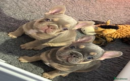 French Bulldog dogs for sale: French Bulldog Puppies - Image 7