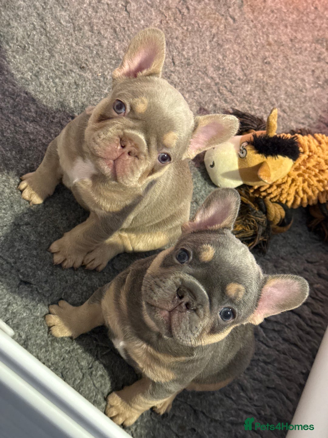 French Bulldog dogs for sale: French Bulldog Puppies - Image 7