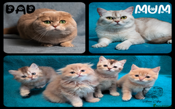 Scottish Fold cats for sale: TICA Registered Scottish kittens - Image 27