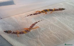 Leopard Gecko reptiles for sale: Baby leopard geckos  - Image 3