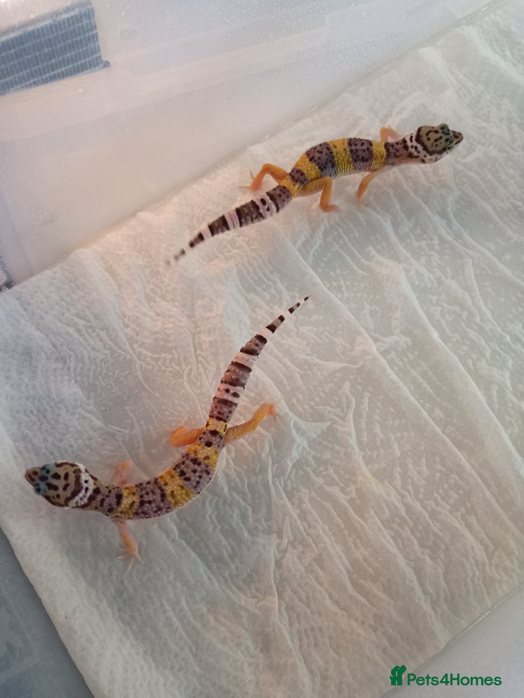 Leopard Gecko reptiles for sale: Baby leopard geckos  - Image 3