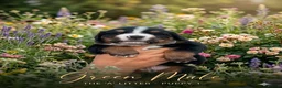 Bernese Mountain Dog dogs for sale: Bernese mountain Puppy  - Advert 10