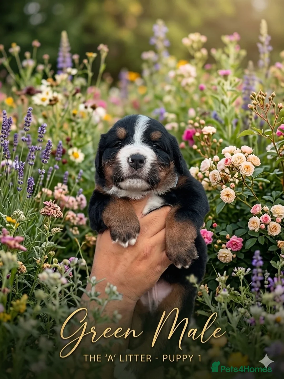 Bernese Mountain Dog dogs for sale: Bernese mountain Puppy  - Advert 10