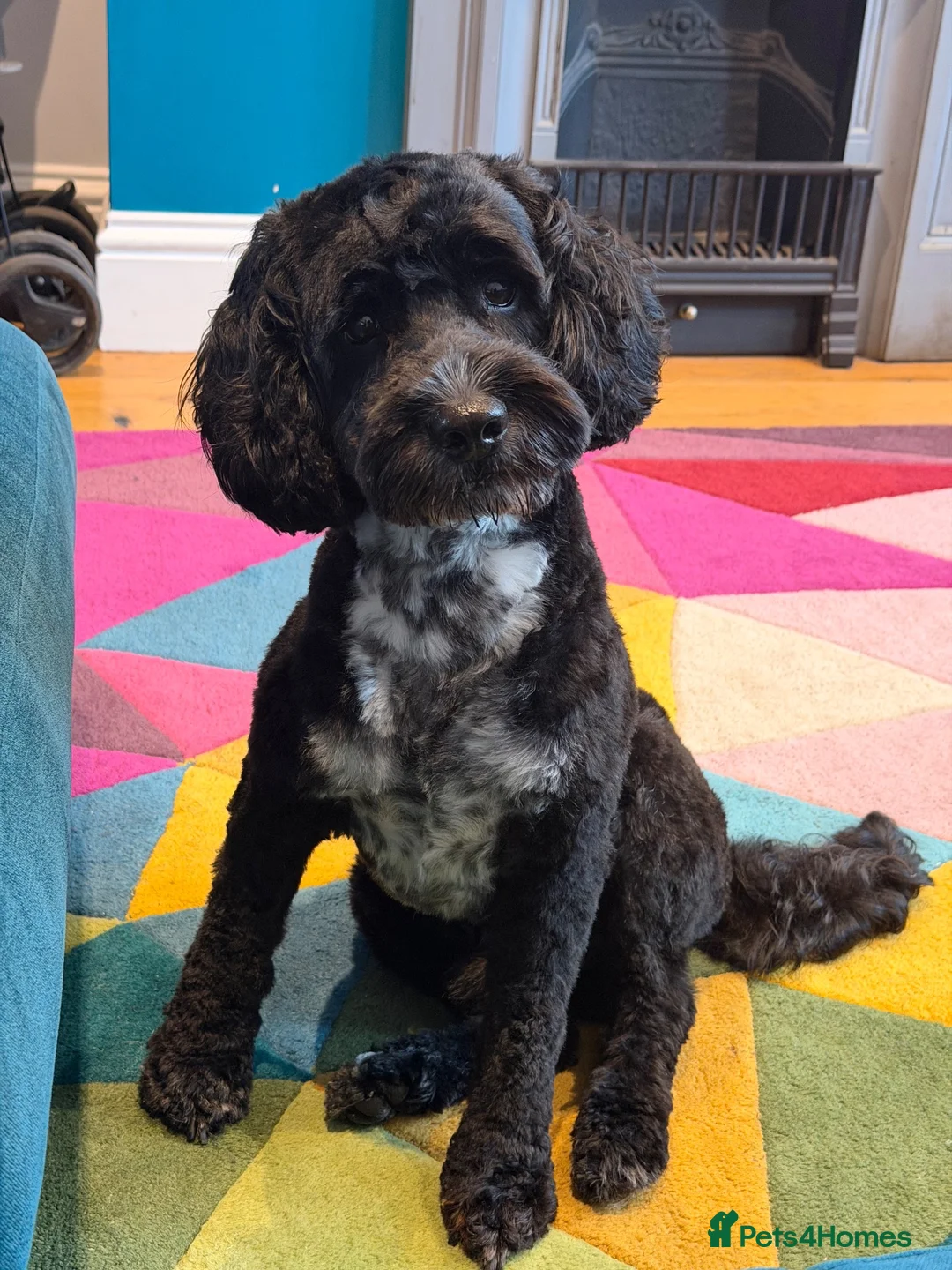 Cockapoo dogs for sale: Cockapoo for rehome/sale in Sutton - Advert 1