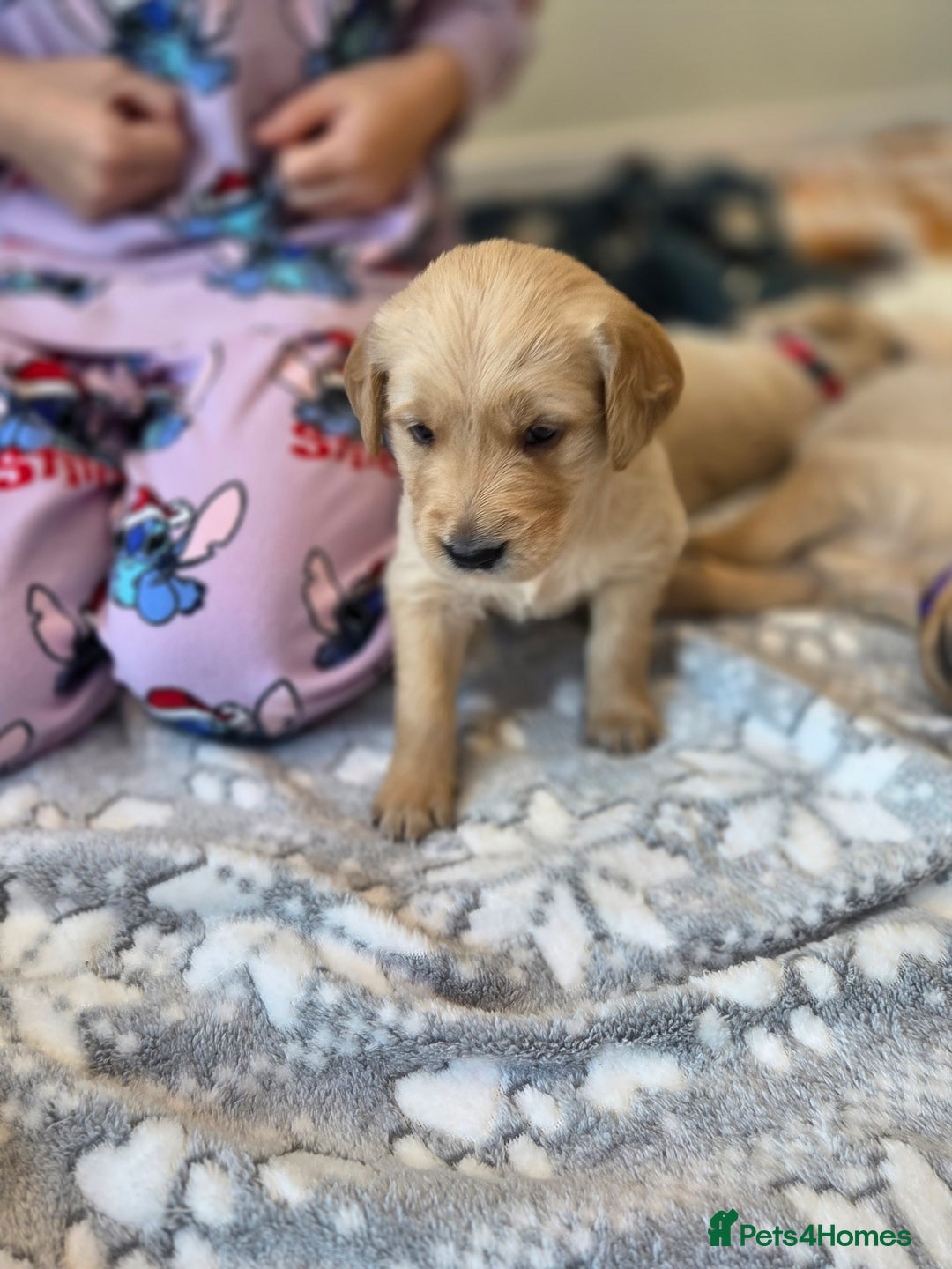 Golden Retriever dogs for sale: KC registered Beautiful Golden retriever puppies  - Advert 34