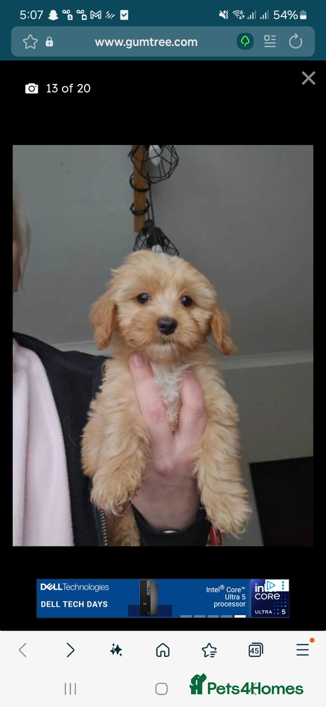 Mixed Breed dogs for sale: Dachshund x brewier Yorkshire terrier  - Advert 1