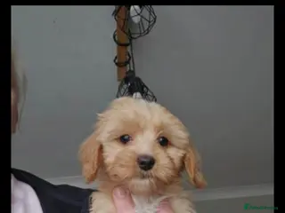 Mixed Breed dogs Dachshund x brewier Yorkshire terrier - Advert 1