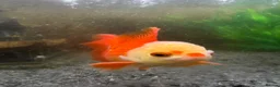 Fancy Goldfish fish for sale: 2x fancy goldfish  in Luton - Advert 3