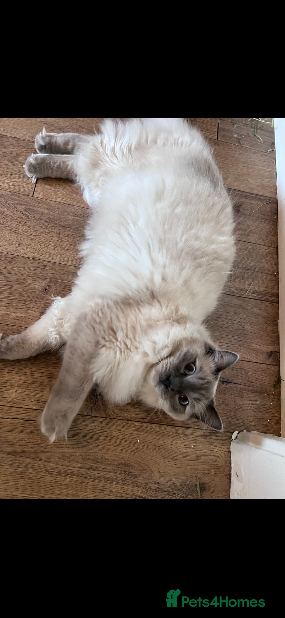 Ragdoll cats for sale: Ragdoll for rehome  - Advert 11
