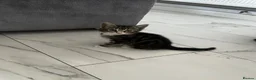 Mixed Breed cats for sale: Kittens  - Advert 6