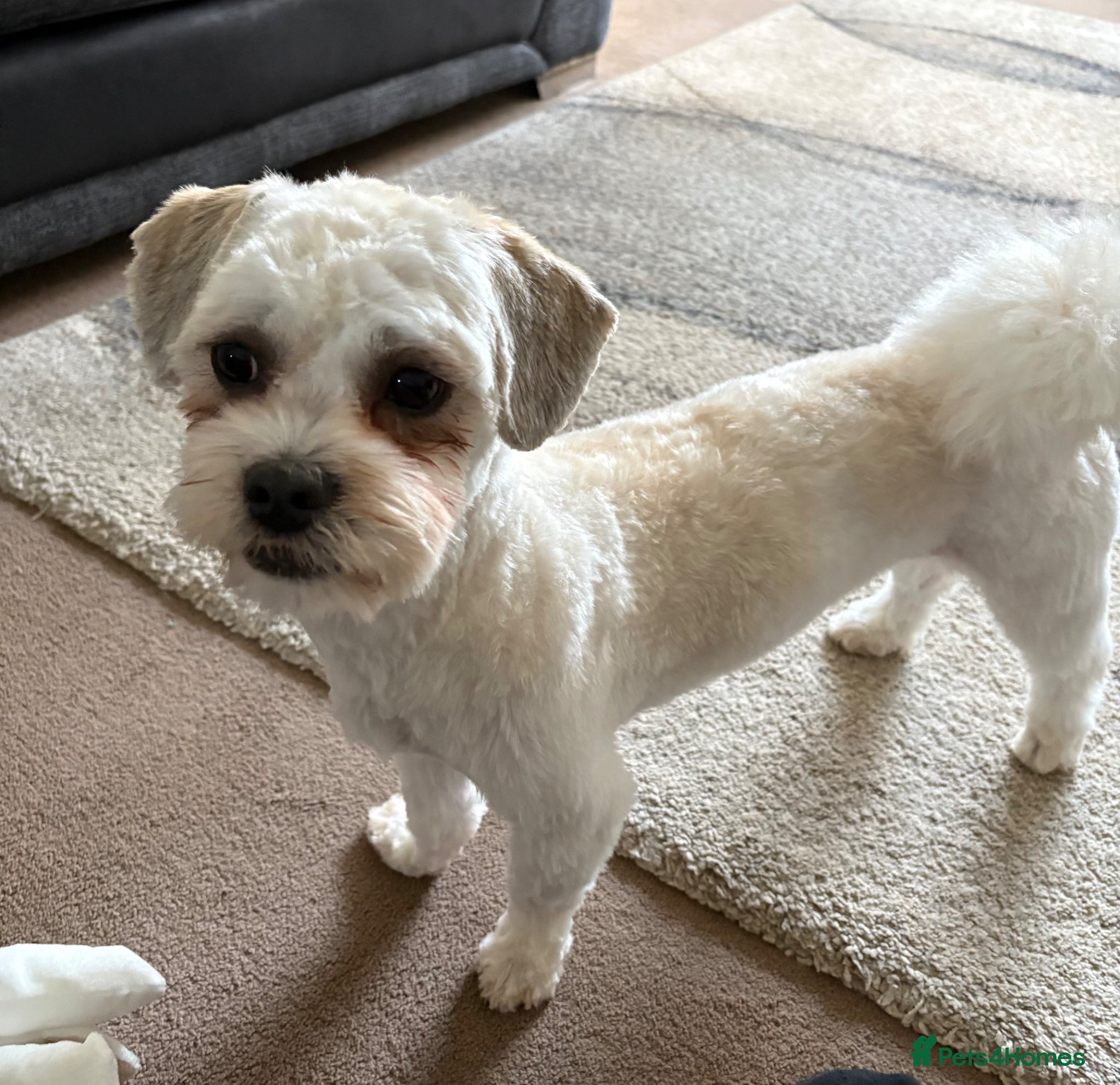 Shih Tzu dogs Reluctant sale  - Advert 15