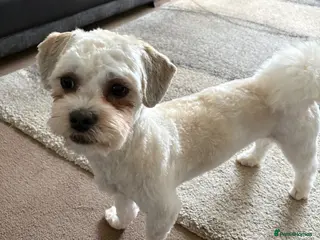 Shih Tzu dogs Reluctant sale - Advert 2