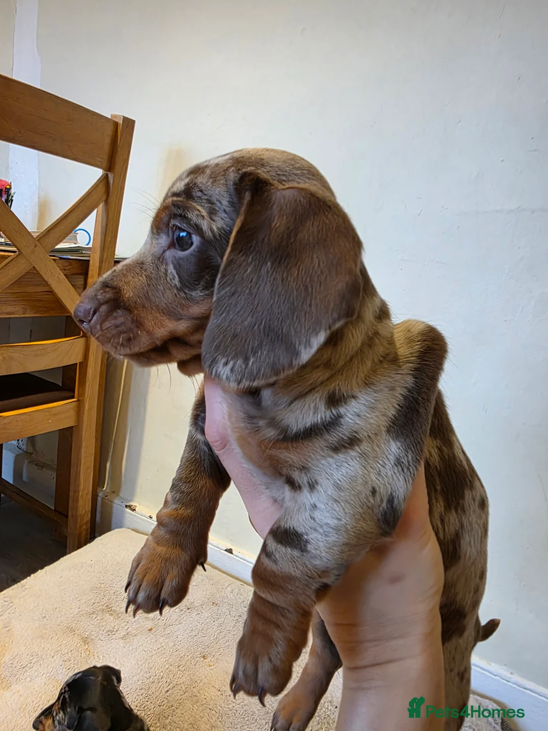 Dachshund dogs for sale: KC Standard Dachshund Puppies - Advert 14