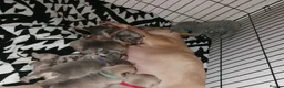 French Bulldog dogs for sale: Adorable Litter French Bulldog Puppies in Coventry - Advert 2